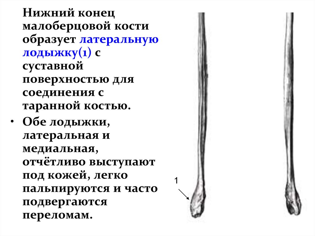 Нижний конец легкой. Анатомия малоберцовой кости рентген. Проксимальная головка малоберцовой кости. Малоберцовая кость трубчатая. Малоберцовая кость рентген анатомия.