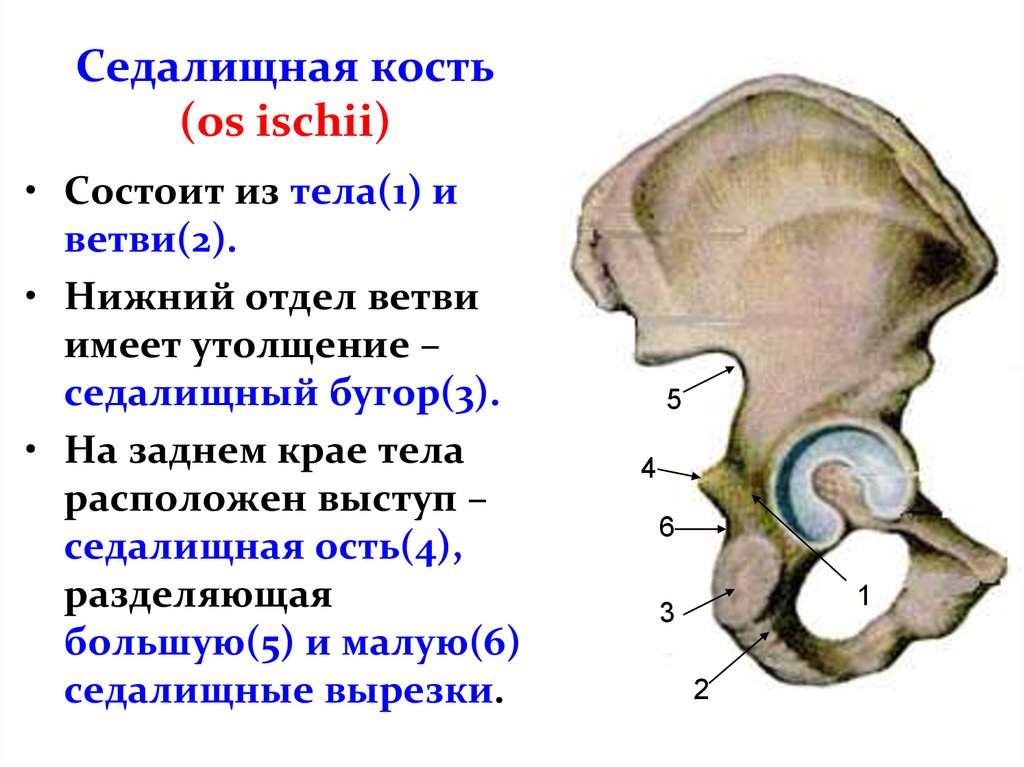 Переломы костей таза