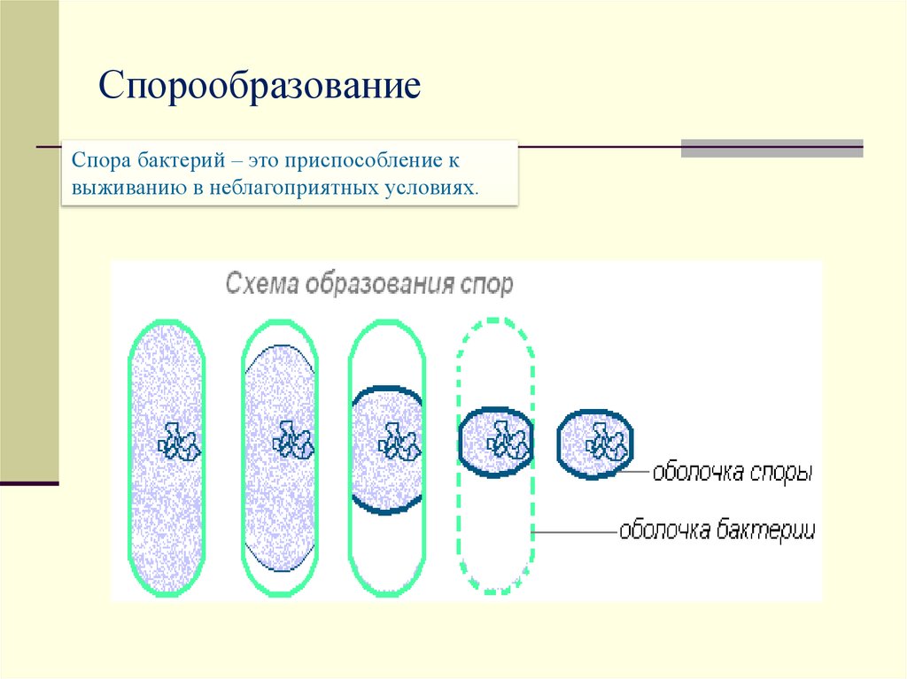 Деление клетки спорообразованием. Схема спорообразования у бактерий. Спорообразование бактерий формы. Спорообразование размножение рисунок. Спорообразование у бактерий.