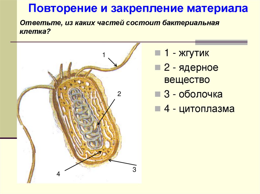 Особенности клетки бактерии 5 класс. Строение бактериальной клетки 5 класс биология. Клетка бактерии 5 класс биология. Строение клетки бактерии 5 класс биология. Биология 5 класс Пасечкина строение бактерий.