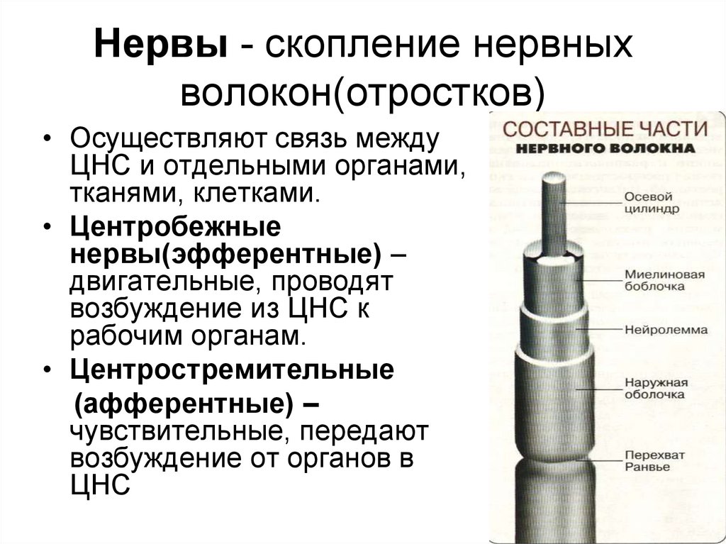 Нервное волокно скопление. Нервная система кластер. Перинатальное нервное скопление.