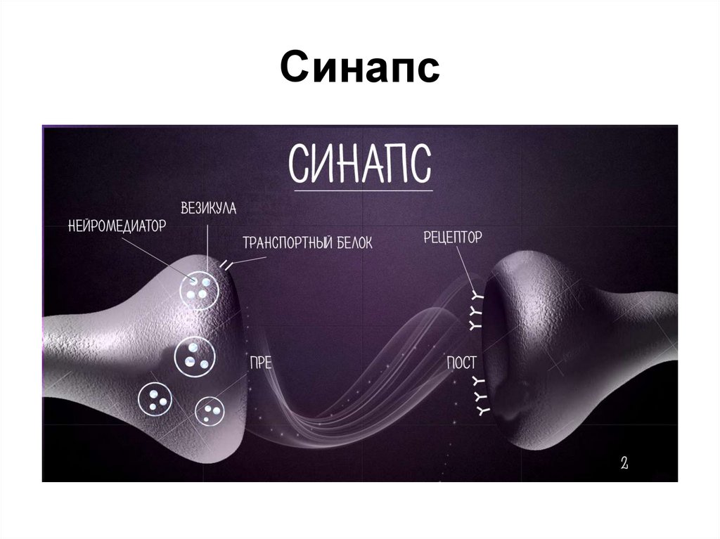 Везикулы с нейромедиаторами. Синапс. Медиаторы синапсов. Нейромедиаторы в синапсах. Строение синапса.