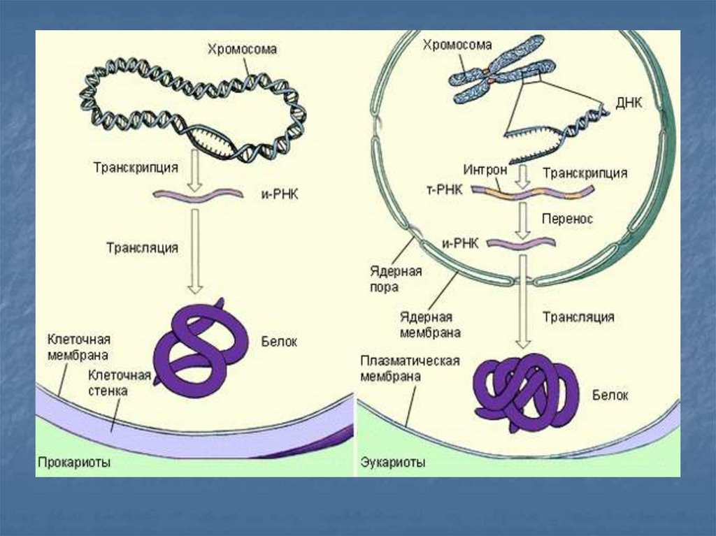 Эукариоты наследственная информация. Схема регуляции синтеза белка у прокариот и эукариот. Схема синтеза белка эукариот. Биосинтез белка в клетках эукариот. Схема синтеза белка в эукариотической клетке.