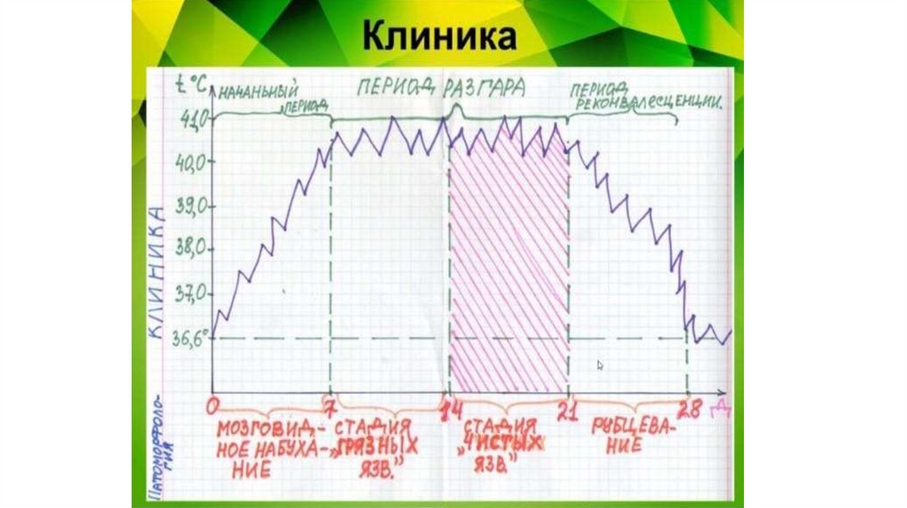Брюшной тиф - презентация онлайн