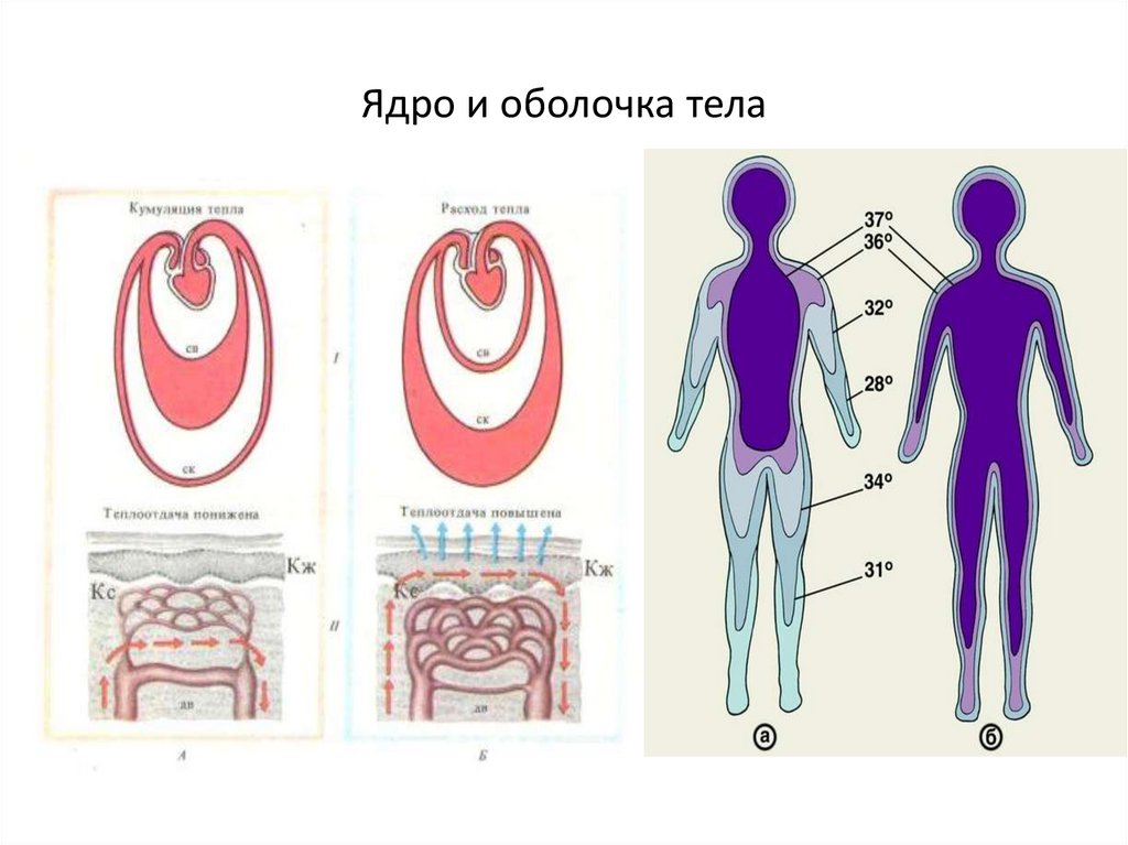 Ядро и оболочка тела
