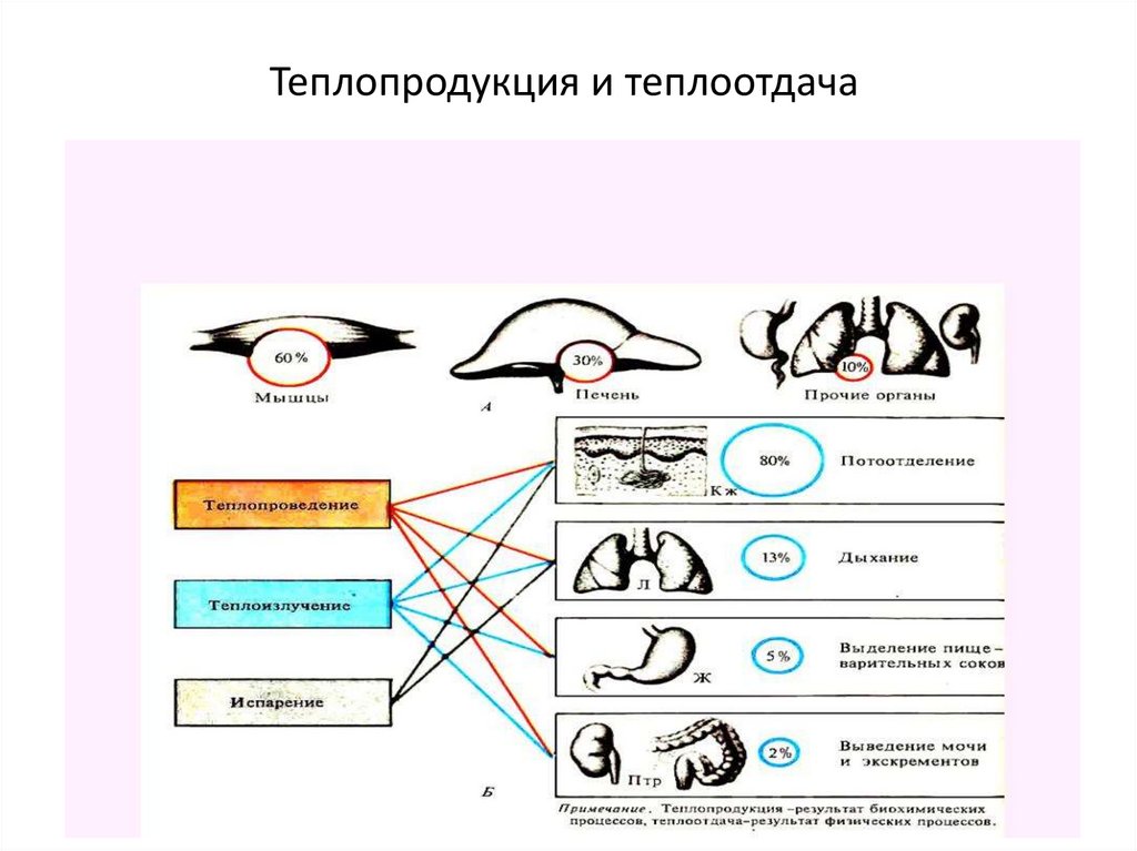 Процессы теплопродукции