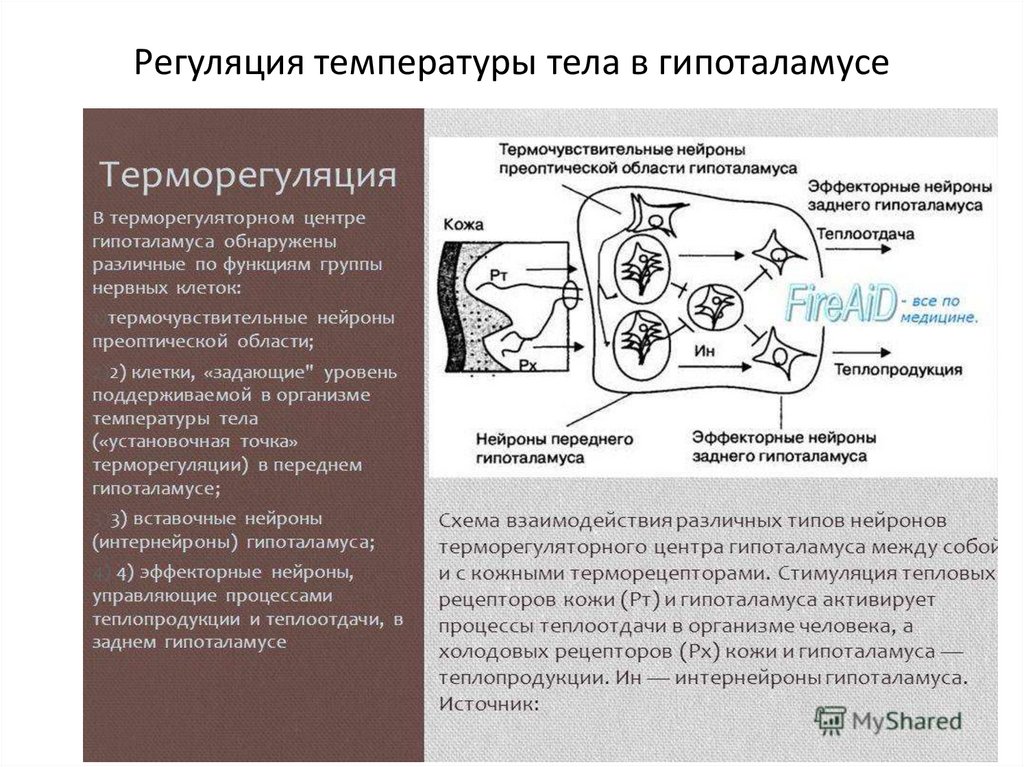 Регуляция температуры тела в гипоталамусе