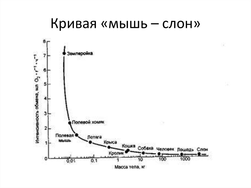 Кривая «мышь – слон»