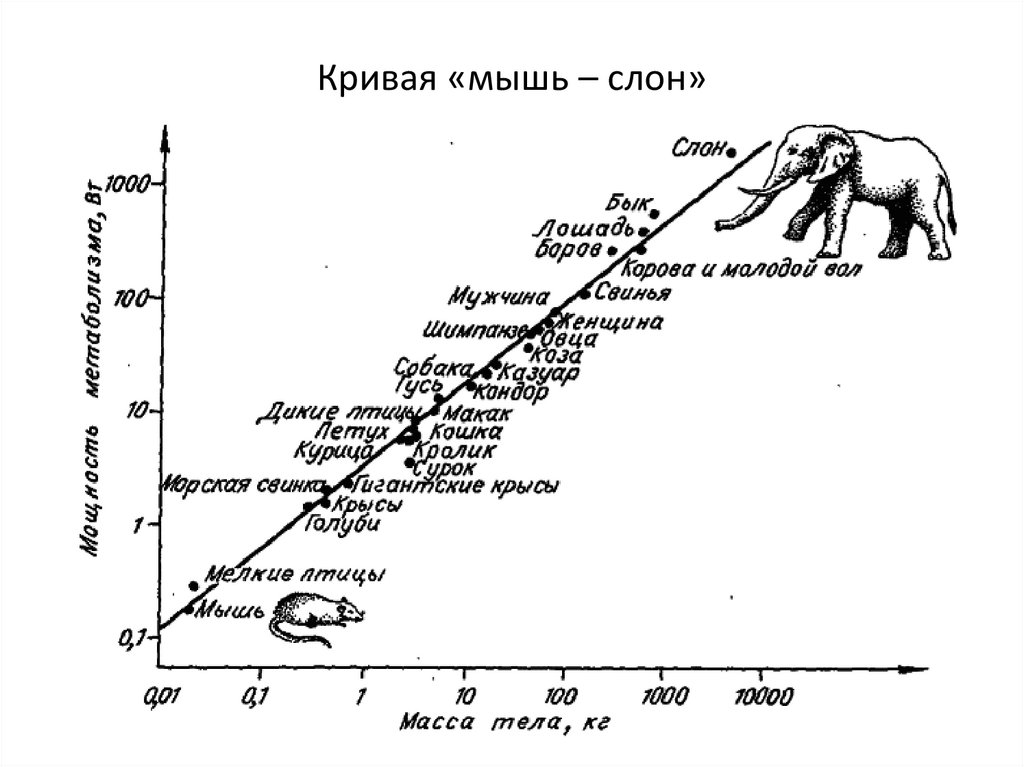 Кривая «мышь – слон»
