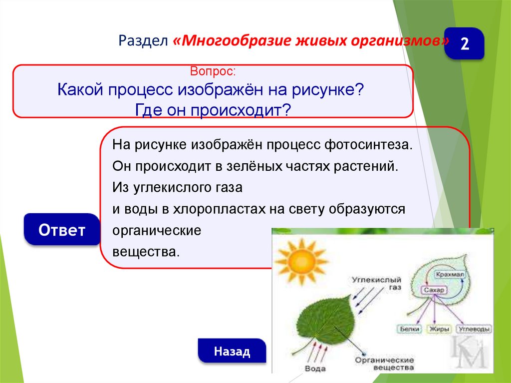 Что такое фотосинтез 5 класс биология кратко. Процесс фотосинтеза у растений. Фотосинтез в зеленых частях растений. Фотосинтез растений 6 класс. Фотосинтез схема.