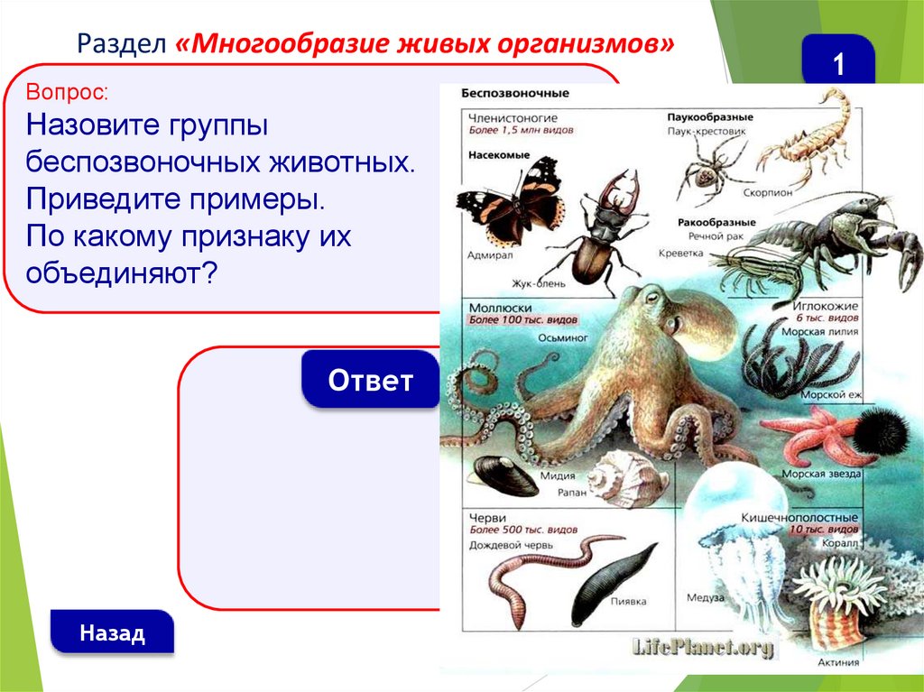 Введение в курс биологии. Игра по биологии 5 класс презентация. Интересные игры по биологии для 5 класса. Своя игра биология 5 класс презентация. Игра по биологии 5 класс с ответами и вопросами.