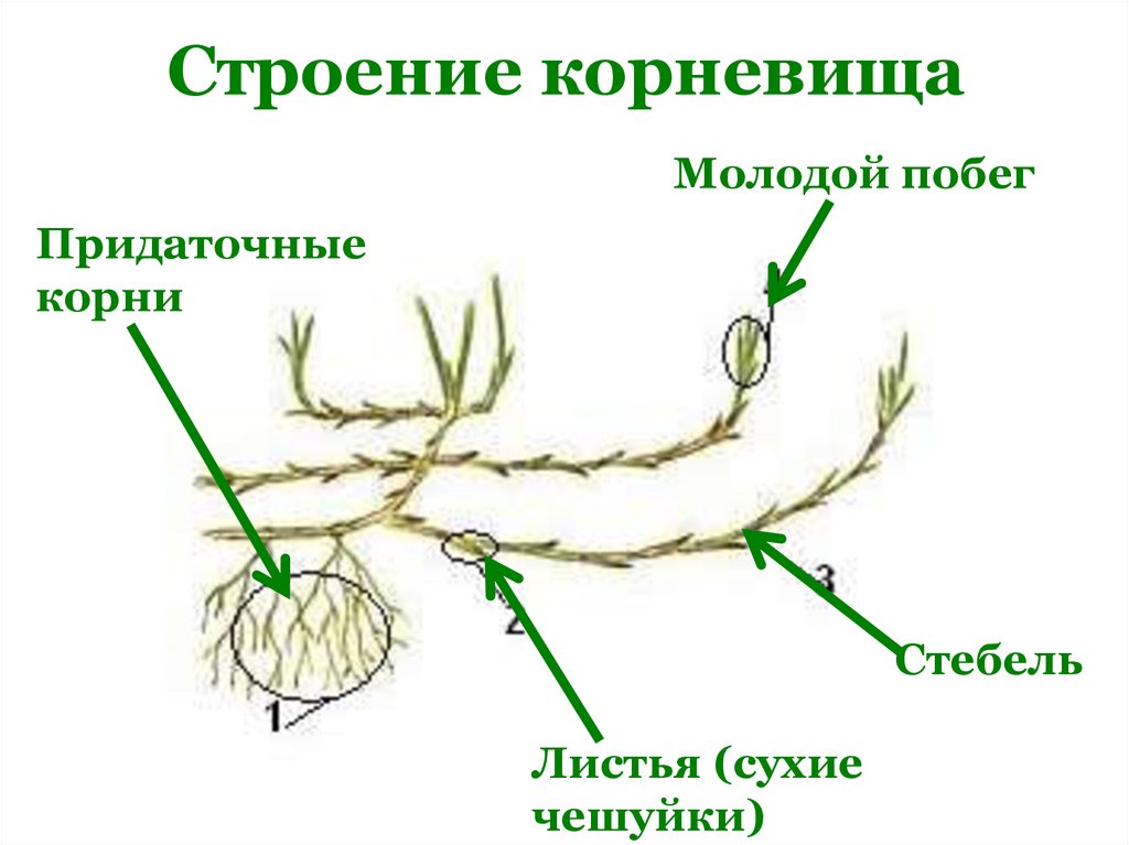 Корневище пырея