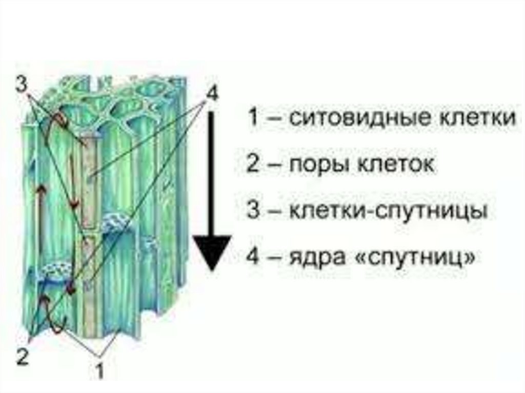 Ситовидные трубки листа обеспечивают