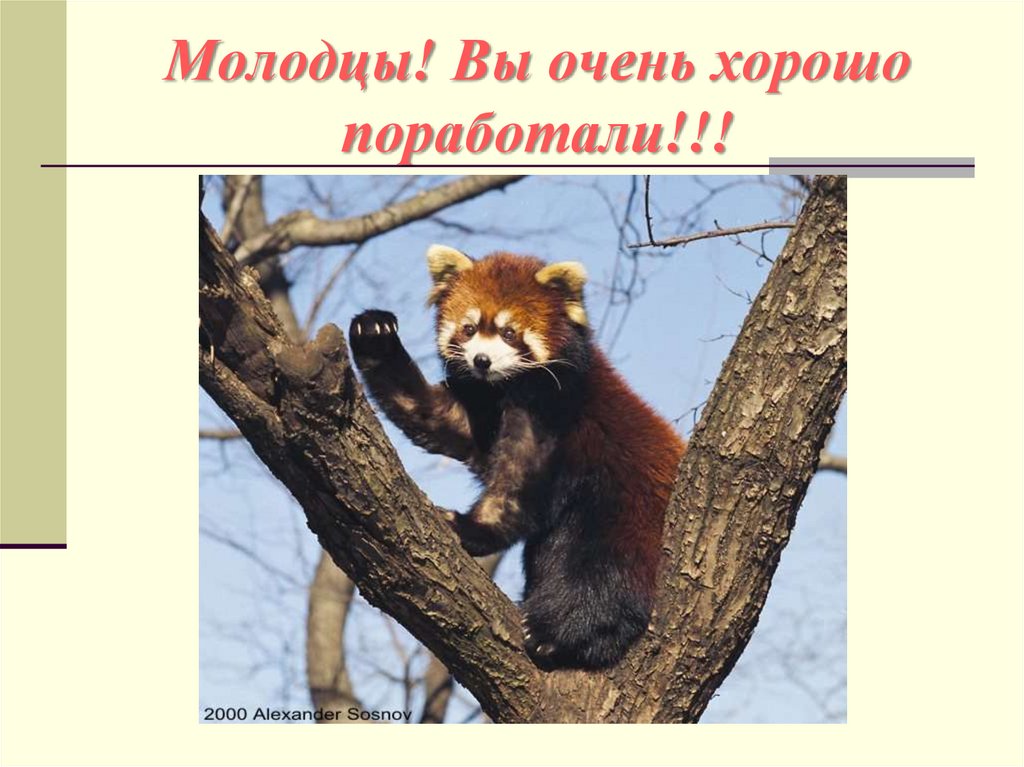 Молодцы! Вы очень хорошо поработали!!!