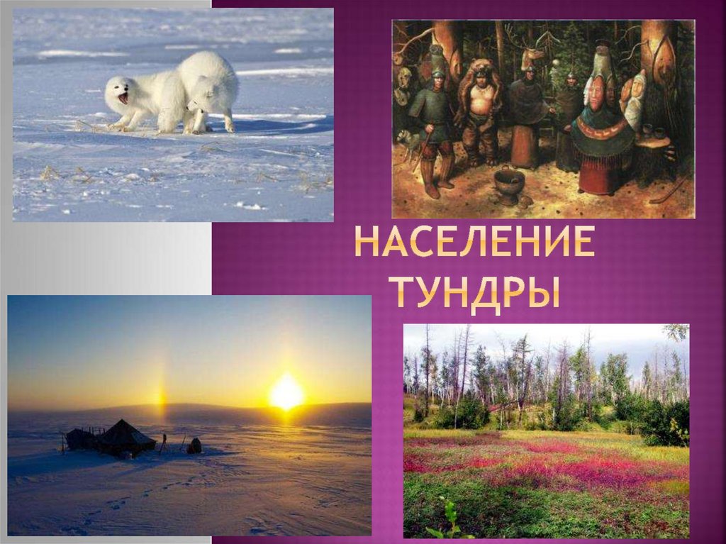 Высказывание о тундре. Зима в тундре длится. Тундра занимает в России. Тундра знаменитое место. Территория которой занимает тундра в России.