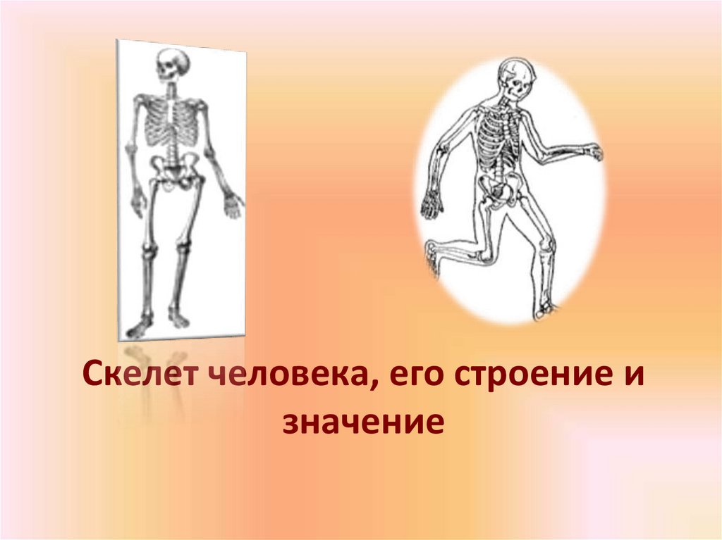 Значение скелета человека. Скелет человека памятка для 5 класса. Скелеты sk8.