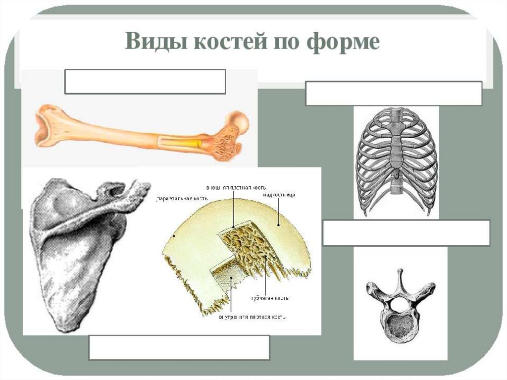 Что находится в губчатой кости. Губчатые кости. Трубчатые и губчатые кости. Типы костей. Губчатые кости человека.