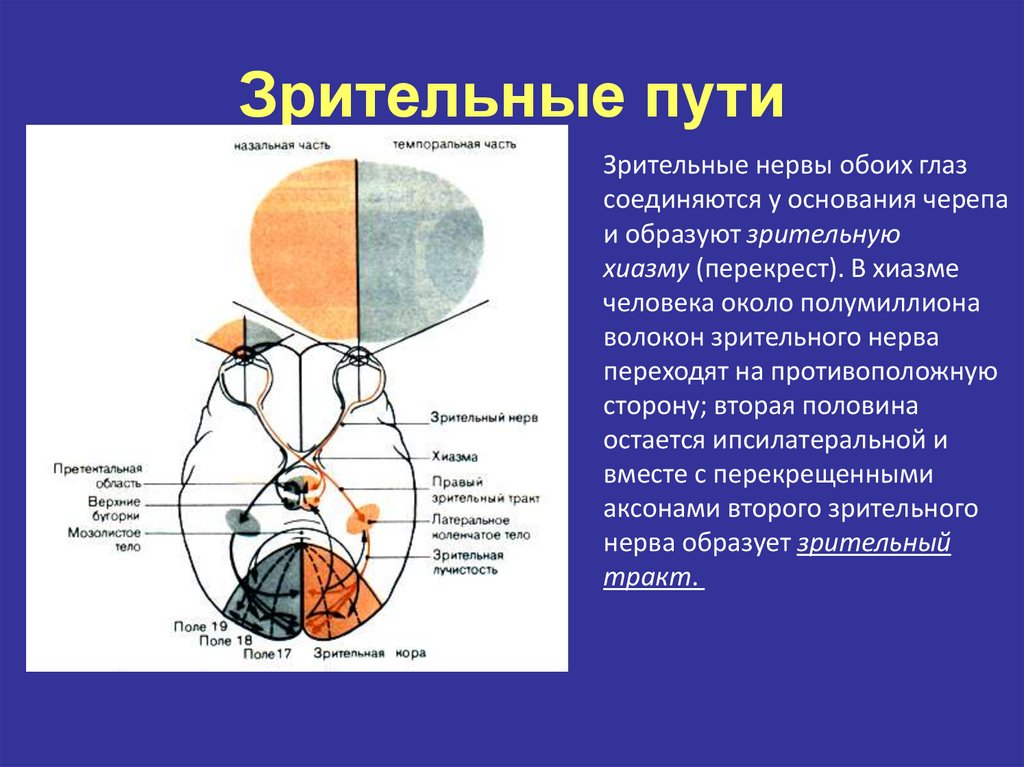 Перекрест зрительного нерва. Зрительный Перекрест хиазма. Зрительный Перекрест головного мозга функции. Медиальные волокна зрительного нерва.