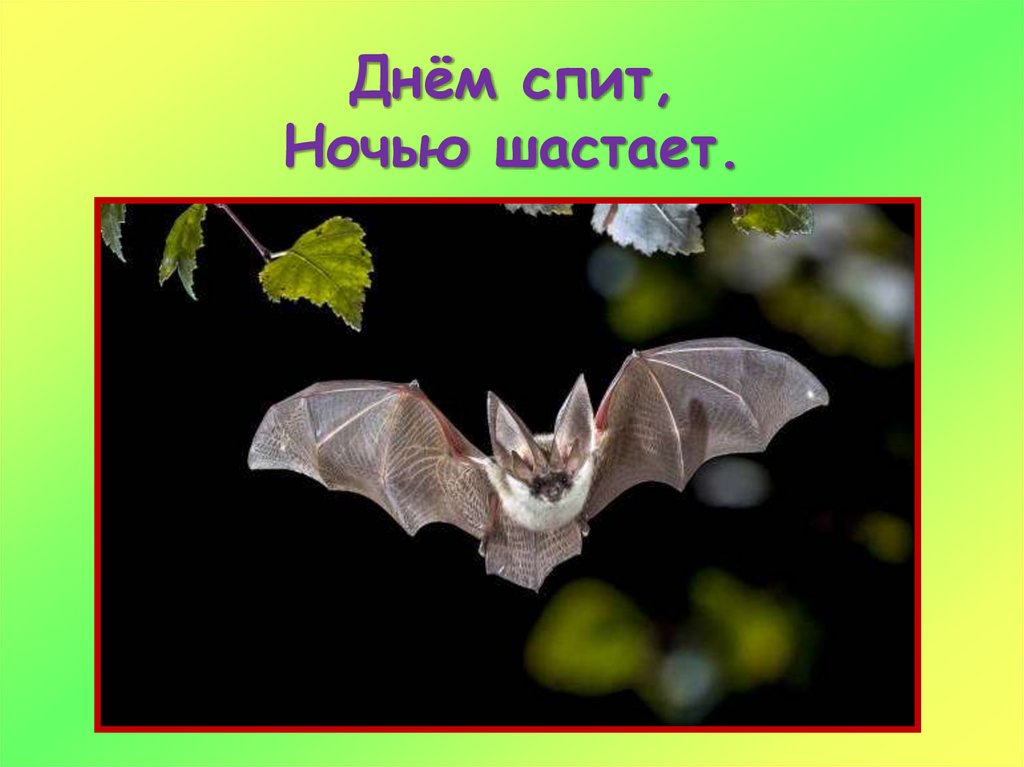Днём спит, Ночью шастает.