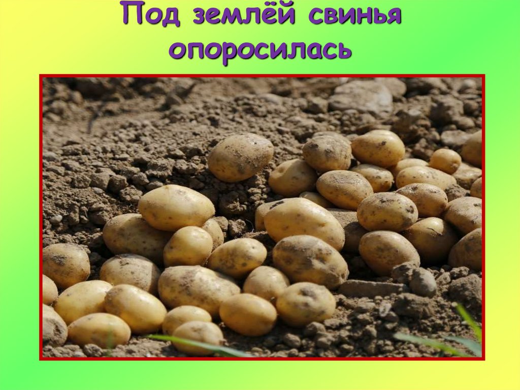 Под землёй свинья опоросилась