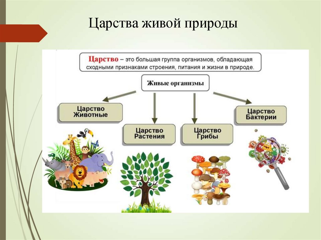 Царства существуют