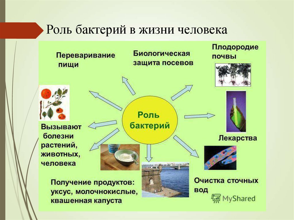 Проект на тему бактерии в жизни человека