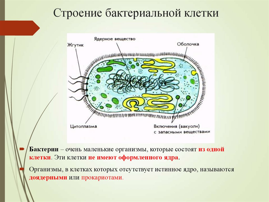 Спора имеет ядро. Внутреннее строение бактерии. Ядерный аппарат бактерий. Клетка бактерии. Бактерии имеют ядро.