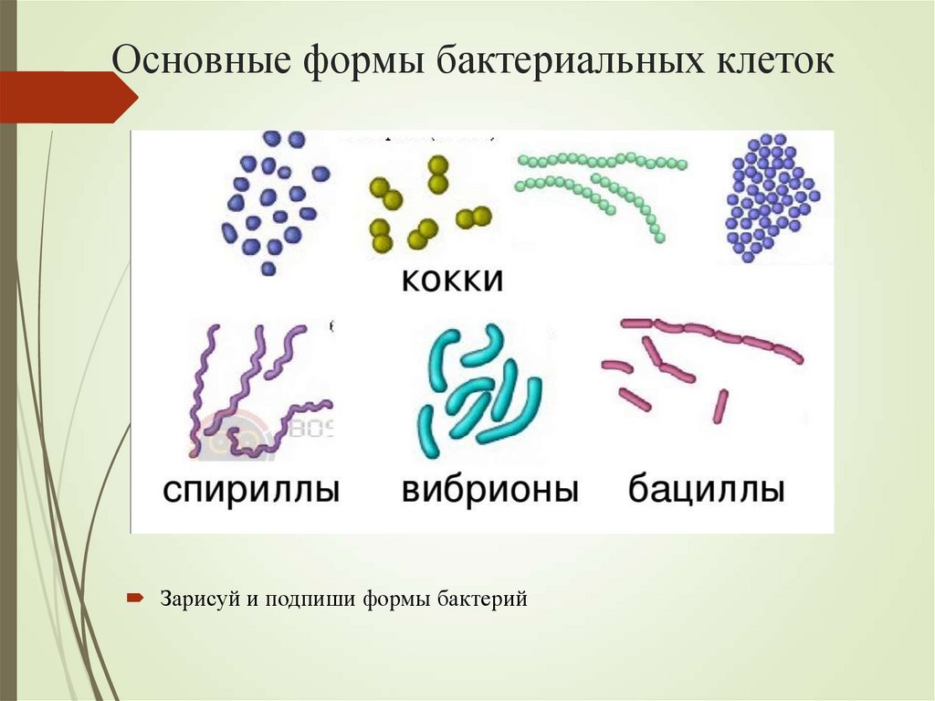 Назовите формы бактериальных клеток. Формы бактериальных клеток 5 класс. Формы ба.