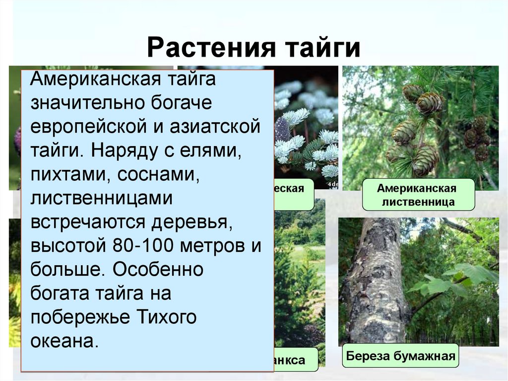 Растения тайги 5 класс биология. Растения обитающие в тайге. Растения растущие в тайге. Характерные растения тайги. Зона тайги растения.