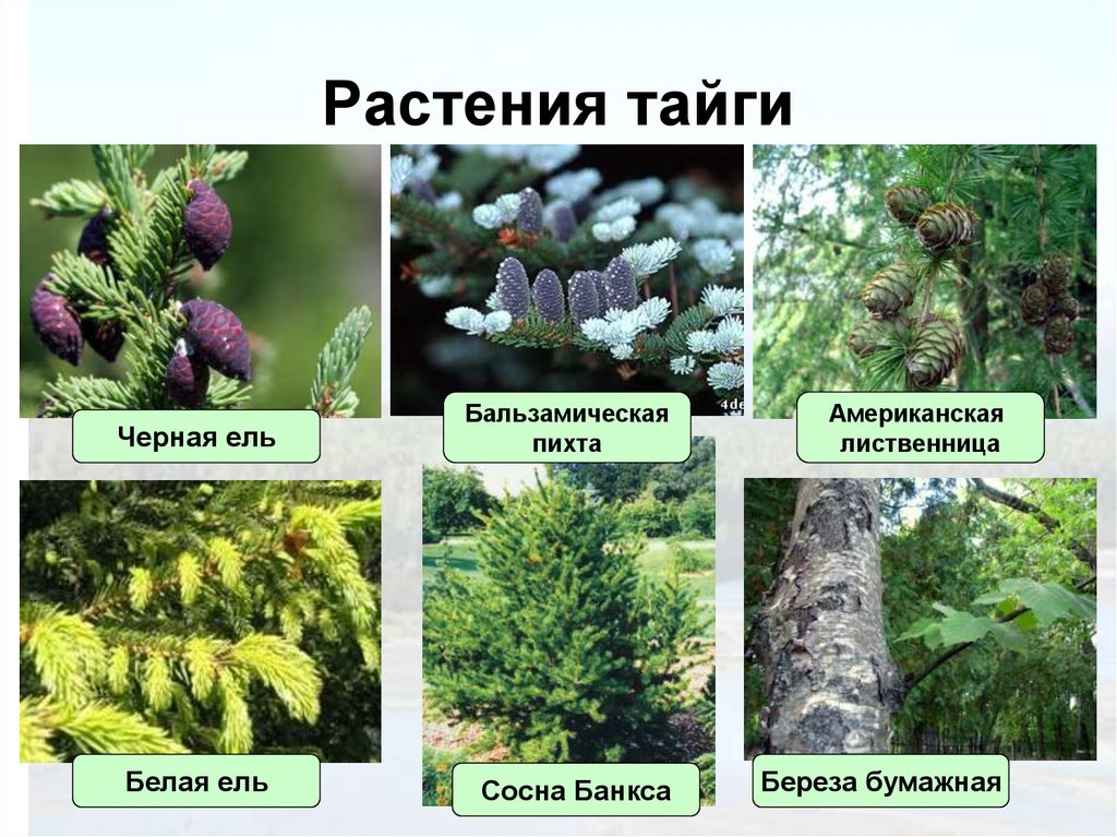 Растения тайги 5 класс биология. Растительность тайги. Растения тайги. Травянистые растения тайги. Растения тайги в России.