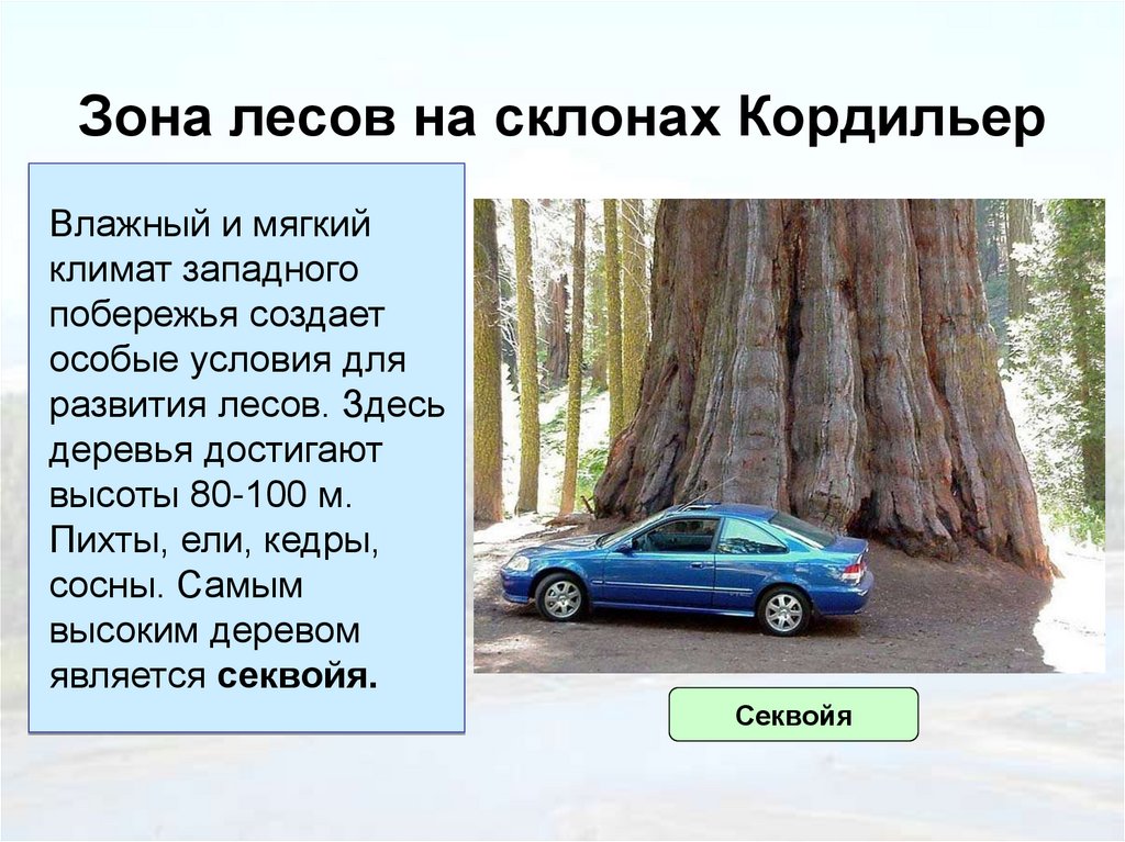 Тест лесные зоны россии