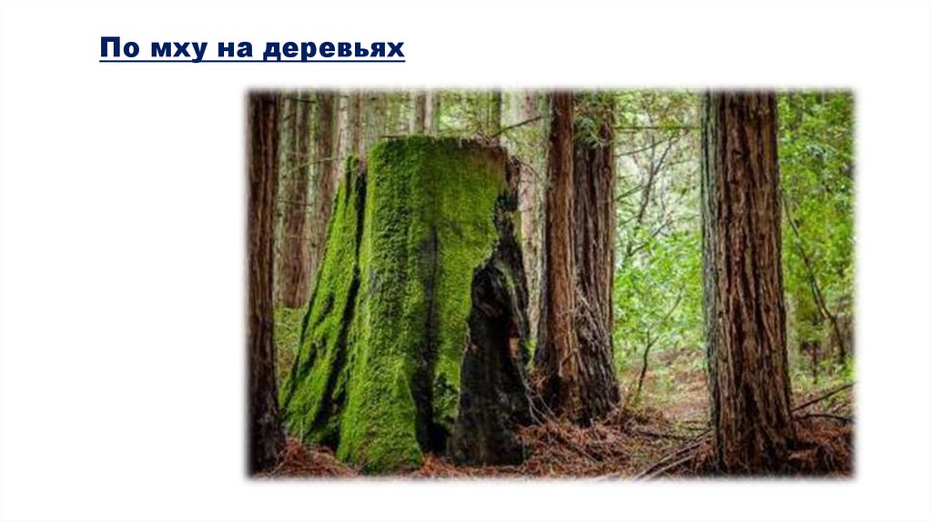 По мху на деревьях