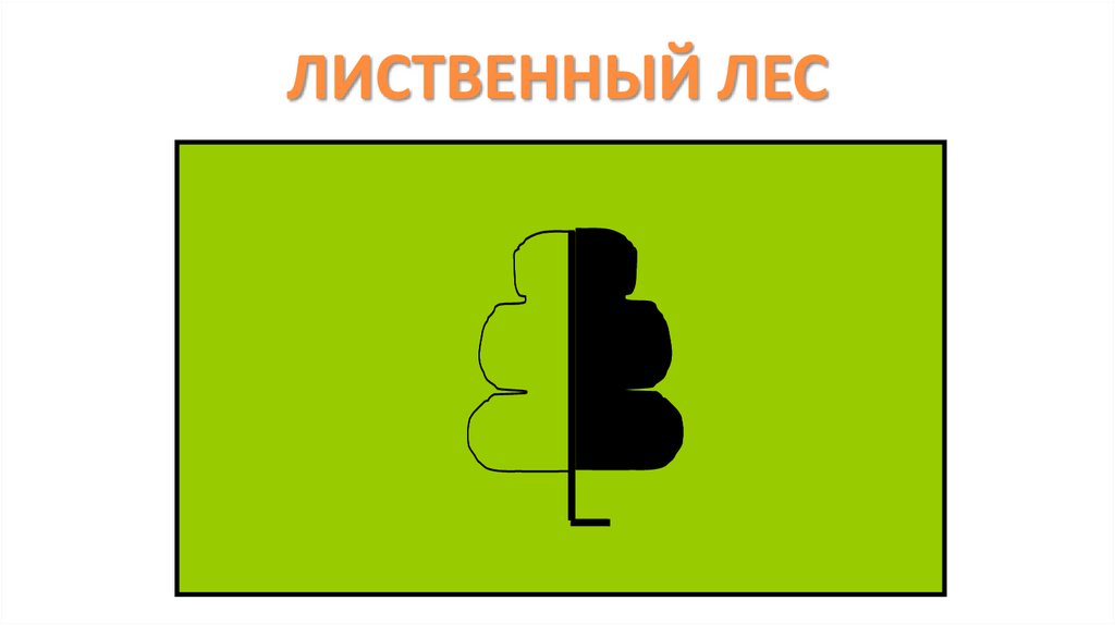 ЛИСТВЕННЫЙ ЛЕС