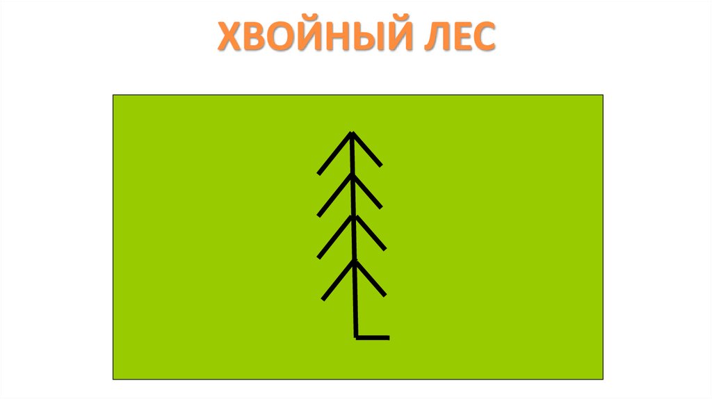 ХВОЙНЫЙ ЛЕС