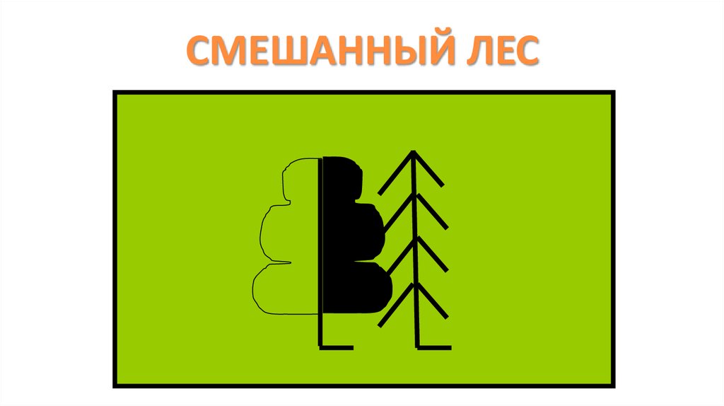 СМЕШАННЫЙ ЛЕС