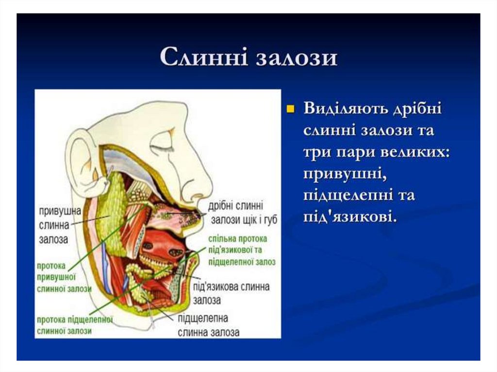 Травлення в ротовій порожнині - презентация онлайн