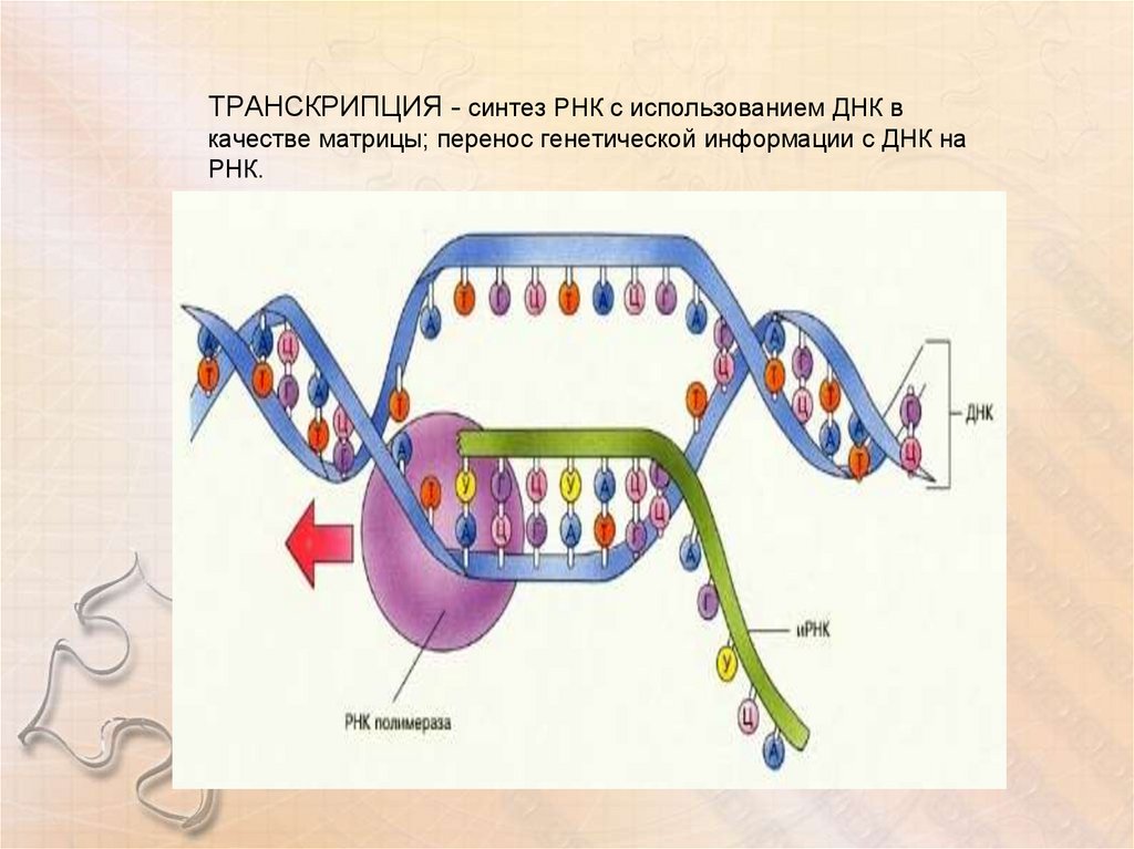 Перенос наследственной информации. Синтез РНК транскрипция. Перенос генетической информации с ДНК на РНК. Перенос информации ДНК РНК. Транскрипция это Синтез.