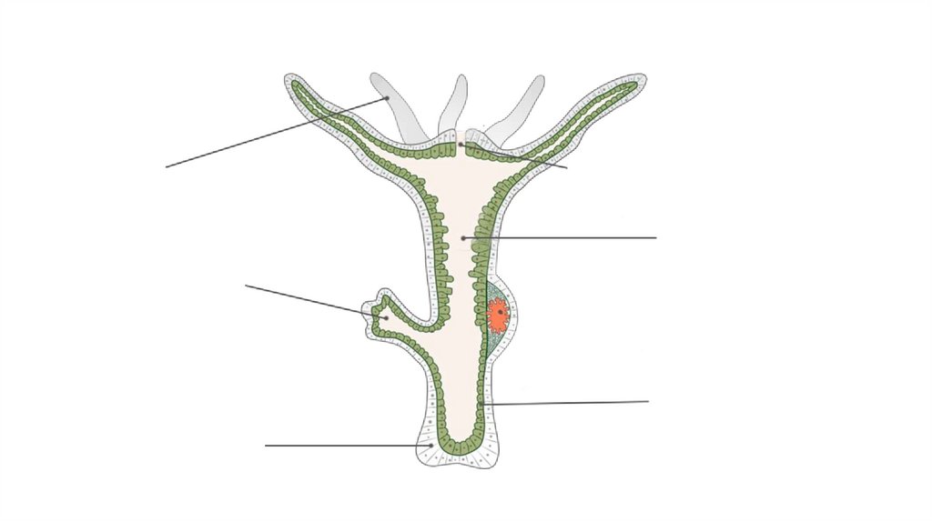 Строение пресноводной гидры. Гидра Пресноводная строение. Пресноводный полип гидра строение. Пресноводная гидра строение тела. Схема строения пресноводной гидры.