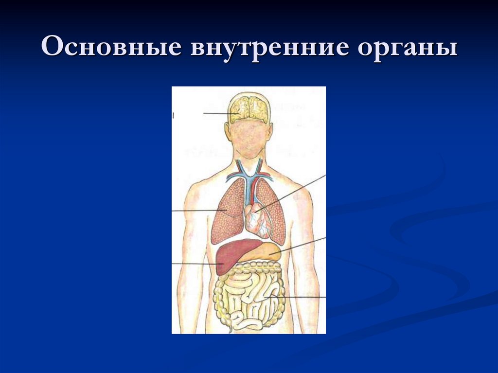 Строение человека модель 2 класс. Основные внутренние органы. Главные органы человека. Внутренние органы 4 класс. Основные внутренние органы чел.