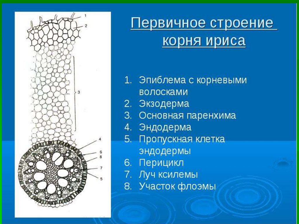 Анатомия корня - презентация онлайн