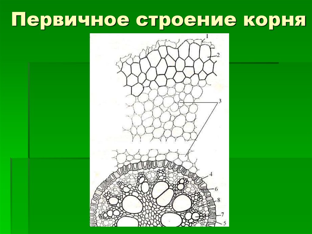 Рисунок первичное строение корня