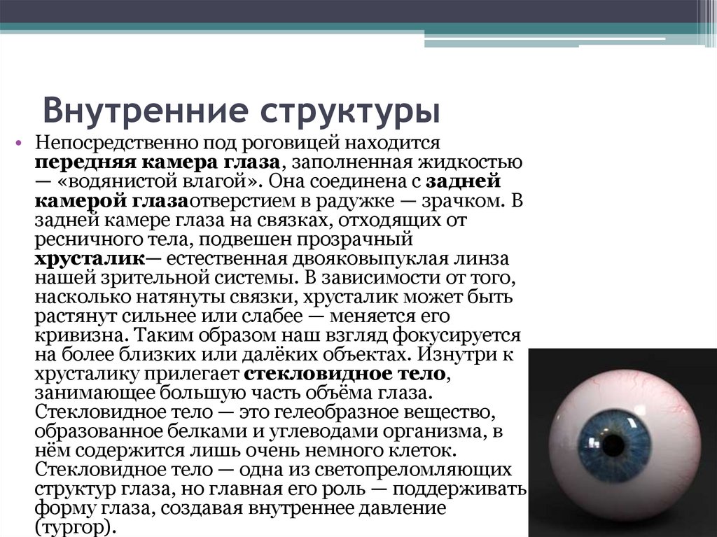 Глазное яблоко - презентация онлайн