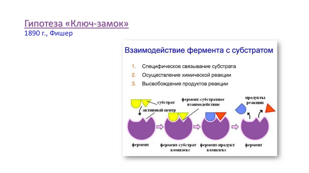 Функции белков - презентация онлайн