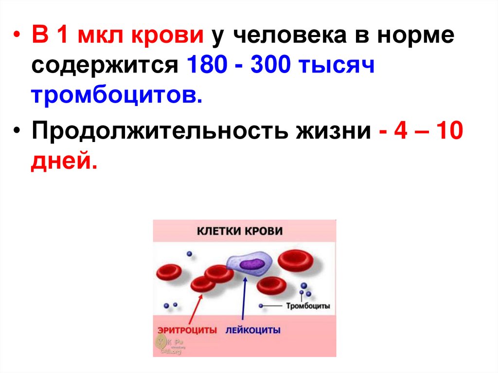 Лейкоциты в 1 мм3 крови. Строение и состав крови человека. Состав и функции крови рисунок. Кровь человека строение и функции. Состав и функции крови человека.