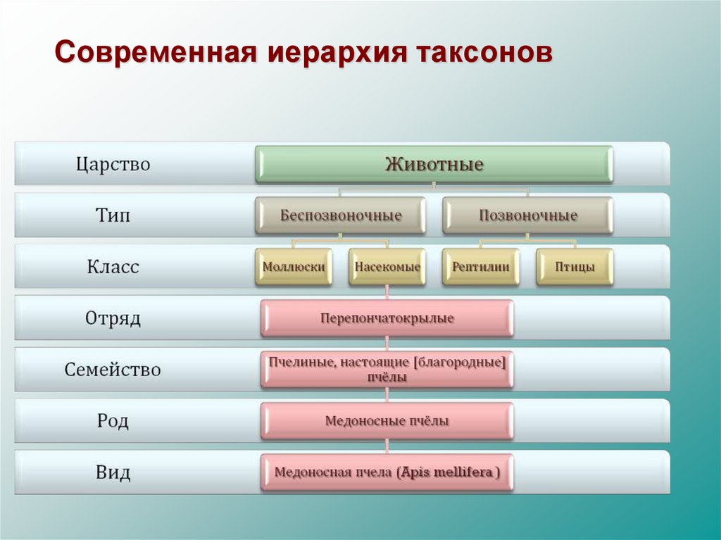 Таксоны животных позвоночные