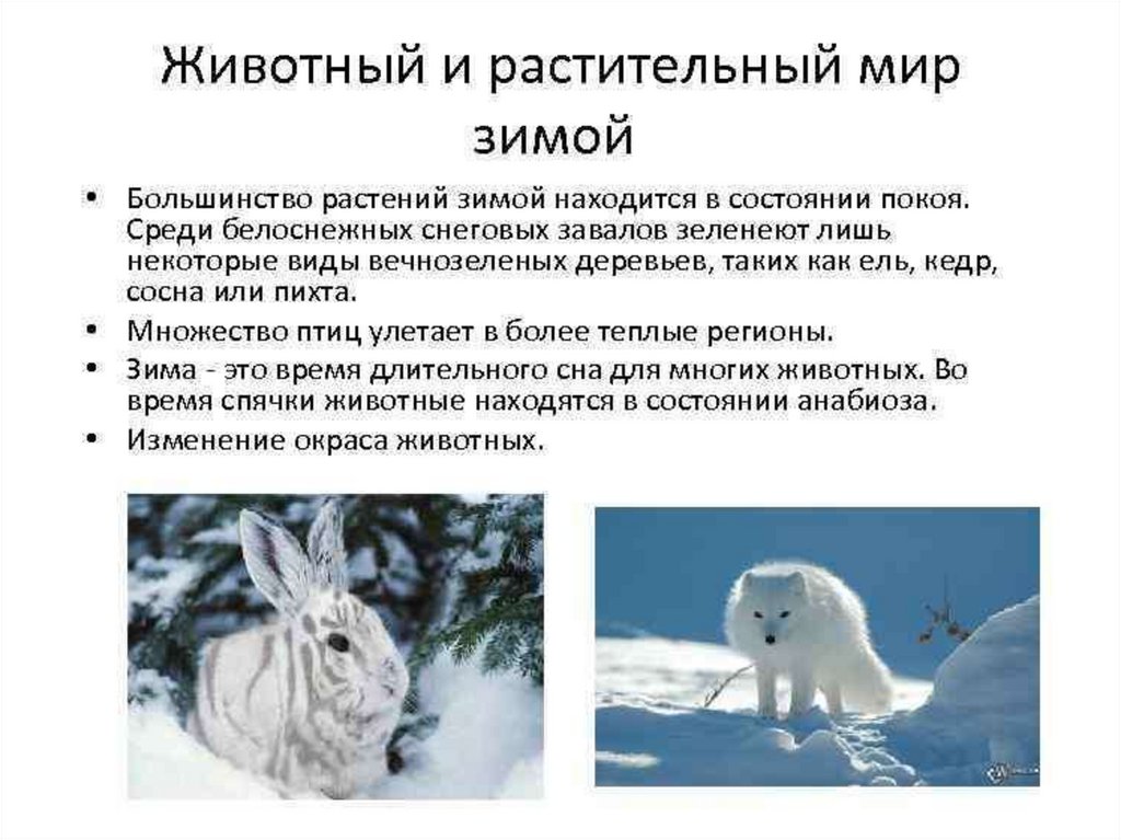 Доклад на тему сезонные изменения в организмах. Изменения в живой природе зимой. Изменения в животной природе зимой. Изменения в жизни животных зимой. Изменения в растительной природе зимой.