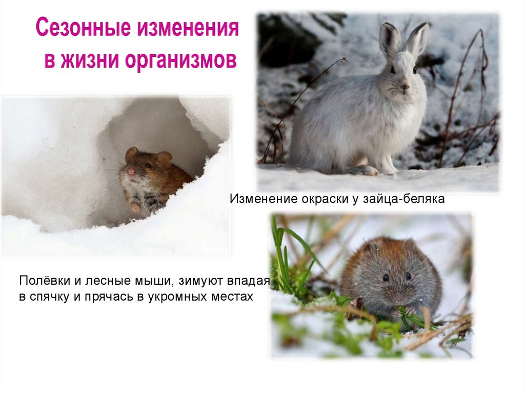 Сезонные изменения организмов зимой. Сезонные изменения в жизни организмов. Сезонные изменения зайца. Миграция сезонные изменения в жизни организмов. Сезонные изменения в жизни животных.