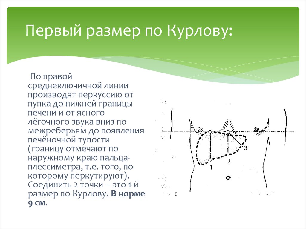 Перкуссия печени по образцову