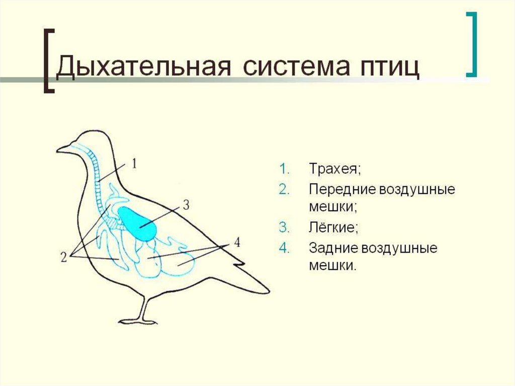 Класс птицы выделительная система. Особенности внутреннего строения птиц. Особенности внутреннего строения и процессов жизнедеятельности птиц. Внутреннее строение и жизнедеятельность птиц.
