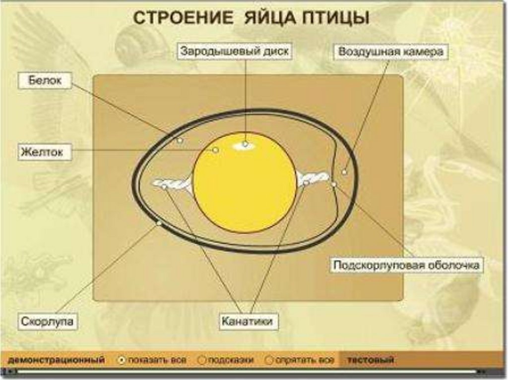 Строение яйца птицы 8 класс